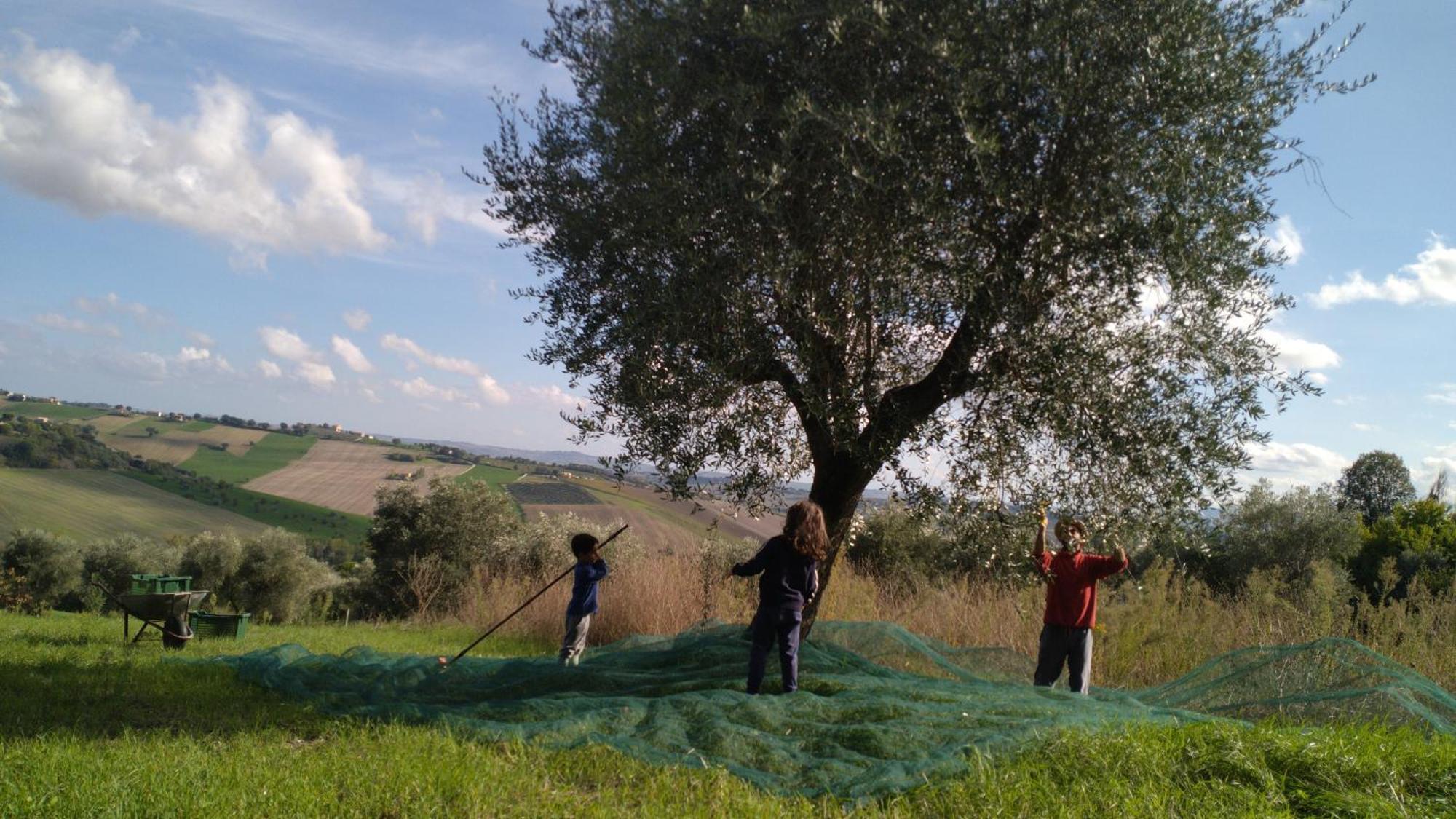 Agriturismo Campo Aperto Belvedere Ostrense Dış mekan fotoğraf